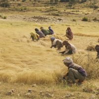 teff harvest